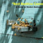 Best Beehive Cameras