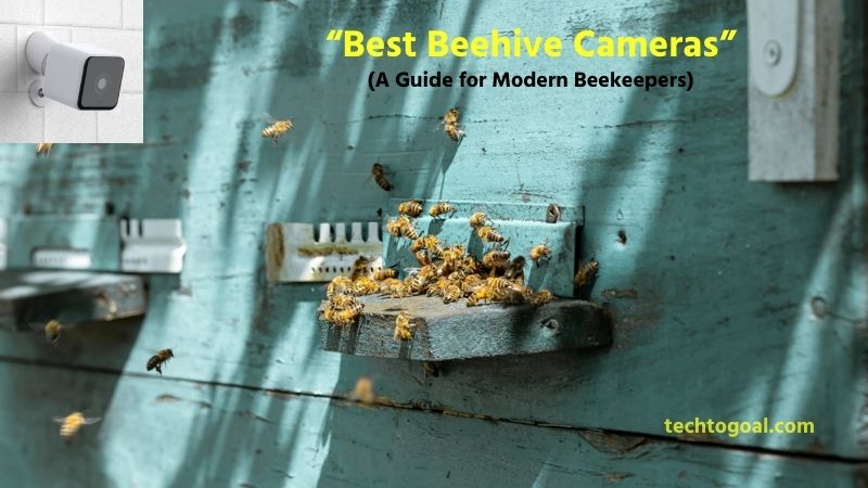 Best Beehive Cameras